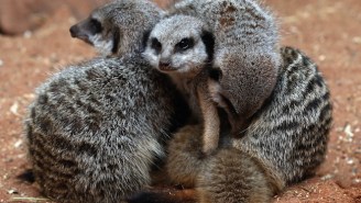 A London Meerkat Expert Was Cleared Of Assault In A Bizarre Zoo Love Triangle Case