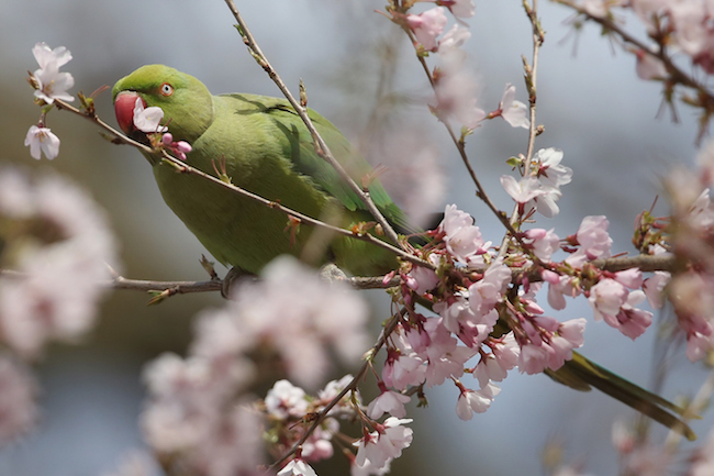 Spring Emerges In London