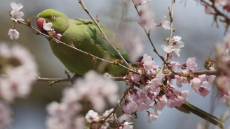 Feral Parakeets Are Taking Over London And Jimi Hendrix May Be To Blame