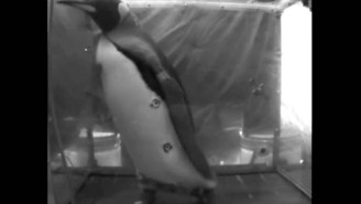 An Important Study Finds Fat Penguins Have A Harder Time Walking On Treadmills Than Skinny Penguins