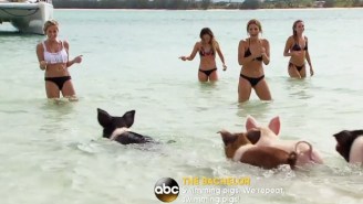 Bikini-Clad Women Getting Attacked By Wild Pigs May Be The Greatest Thing To Happen In ‘The Bachelor’ History