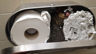 This Awesome Possum Is Watching You Wipe Your Bottom