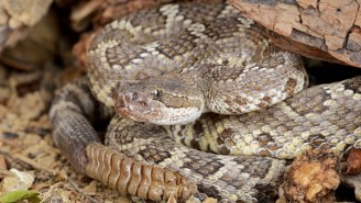 Massachusetts Wants To Fill An Uninhabited Island With Venomous Rattlesnakes For A (Supposedly) Good Reason