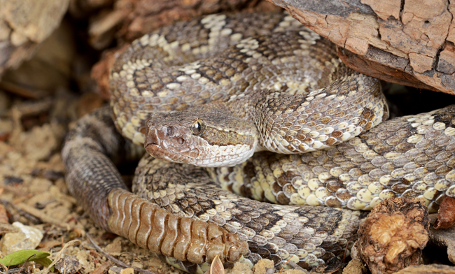 Massachusetts Fill An Uninhabited Island With Poisonous Rattlesnakes