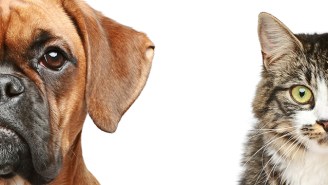 New Study Confirms Everything You Ever Suspected About Dog People Vs. Cat People