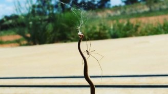 Nothing To See Here, Just A Daddy-Long-Legs Spider Eating A Giant Deadly Snake