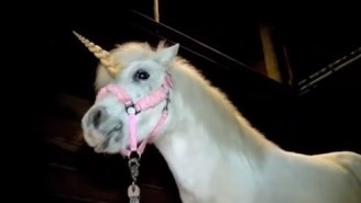 Escaped Unicorn Leads Police On Magical Chase Through California City