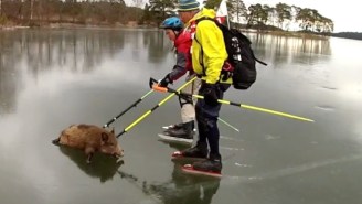 These Geniuses Rescuing Pigs By Curling Them Across A Frozen Lake Is Your Daily Reminder To Think Outside The Box