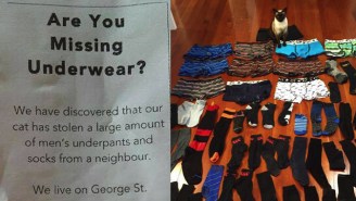 No One Can Stop This Cat From Stealing All The Underwear From Her Neighborhood