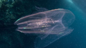 Behold The Comb Jelly, The Beautiful Sea Creature That Evolved A Butthole While We Were All Sleeping