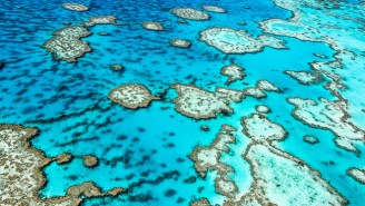 The Great Barrier Reef Is Dying And It’s Probably Our Fault