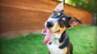New Study Shows How Dogs’ Hearts Are In Sync With Their Owners’