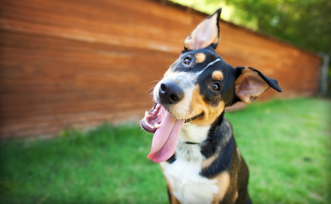 dog with tongue out