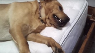 Nothing Can Seem To Get This Dog Out Of Bed Except For The Magic Word