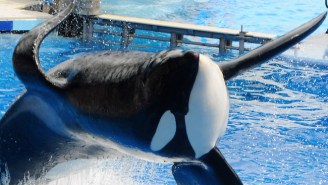 SeaWorld Announces That Killer Whale Tilikum’s Health Is Deteriorating Due To A Lung Infection
