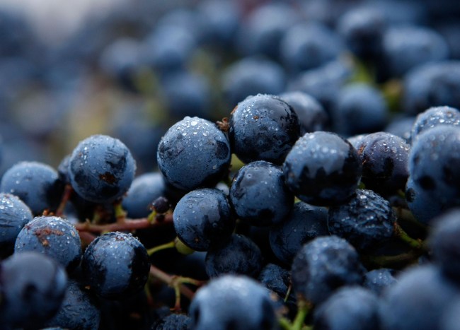 NAPA, CA - OCTOBER 1: Merlot grapes sit in bunches after being freshly picked during a night harvest for Artesa Winery October 1, 2007 in Napa, California. Wineries in the Napa Valley are in the midst of harvesting their 2007 crop, a year that many are predicting will be a stellar vintage. (Photo by Justin Sullivan/Getty Images)