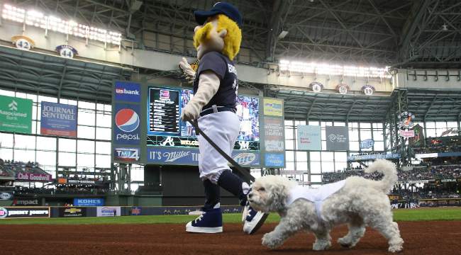 There's A Crazy Conspiracy About Hank, The Brewers' Dog Mascot