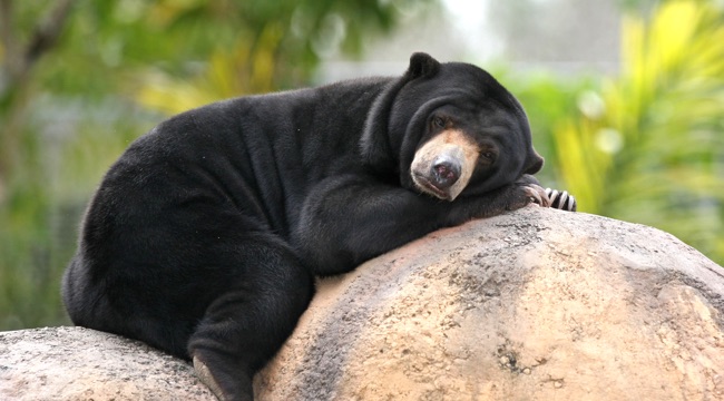 malaysian_sun_bear-1