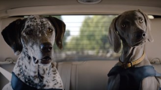 50 Questions About The Lincoln Commercial Where Matthew McConaughey Talks To His Dogs