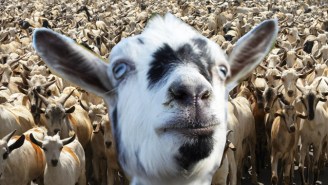 A Literal ‘Gang Of Goats’ Is Terrorizing The New Zealand Countryside And People Are Panicked