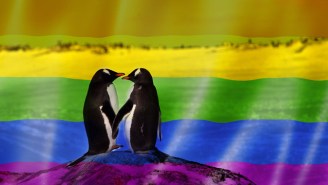 Antarctica’s Been Declared ‘The World’s First LGBT-Friendly Continent,’ And The Penguins Couldn’t Be Happier