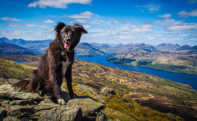 Scotland-ambassadog