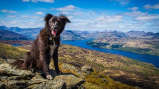 Is Your Dog Cute Enough To Be The New Face Of Scotland Tourism?