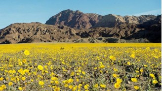 Death Valley’s ‘Super Bloom’ Is The Best Reason To Head To The Desert In 11 Years