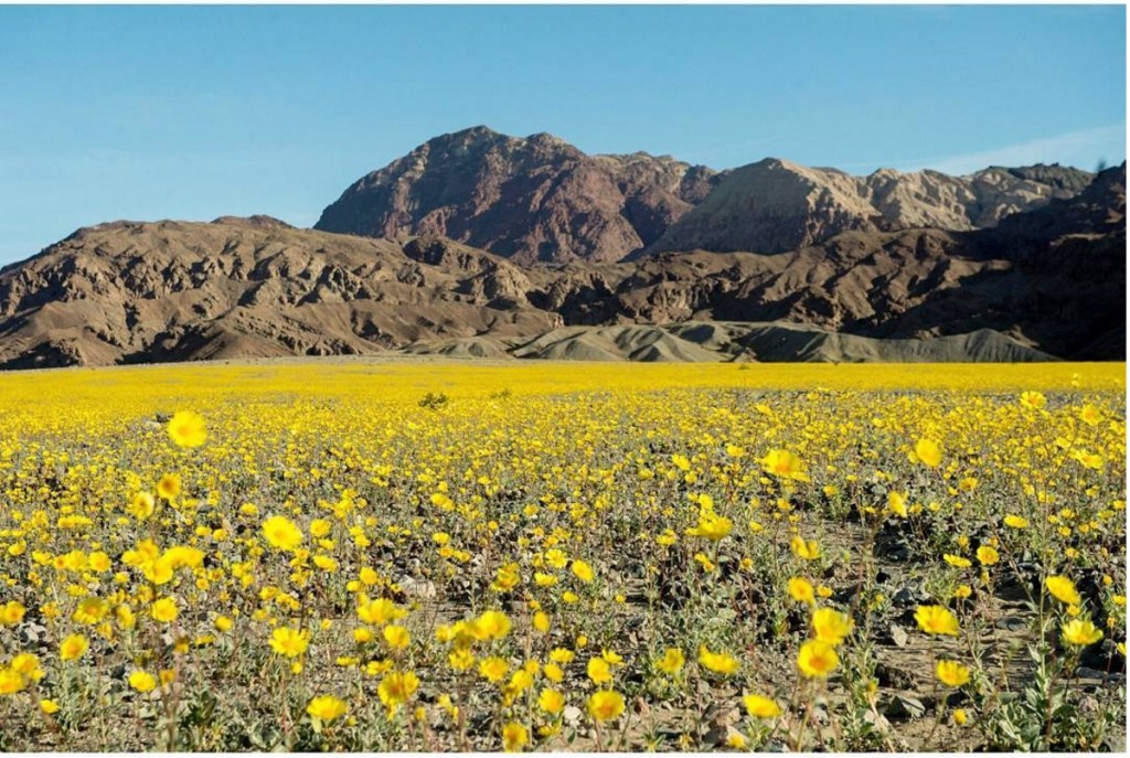 Death Valley Is Experiencing A Rare 'Super Bloom'