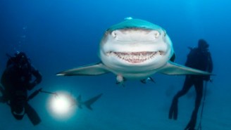 This Smiling Shark Is A Real-Life ‘Finding Nemo’ Character