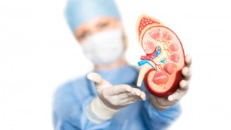 Why Kidney Transplants Are About To Become Easier And Safer
