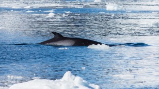 Japan’s 2016 Minke Whale Hunt Just Finished — Let’s Talk About The Future