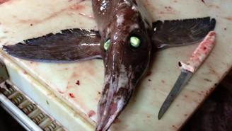 This Green Eyed Fish With Wings Is March’s Fish Of The Month