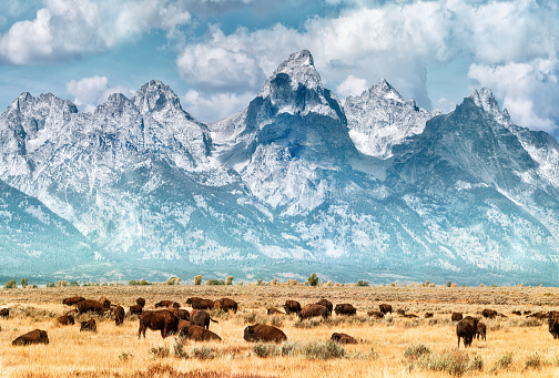 yellowstone NP getty