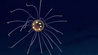 This Jellyfish From The Mariana Trench Looks Like A Freaky Robot Alien