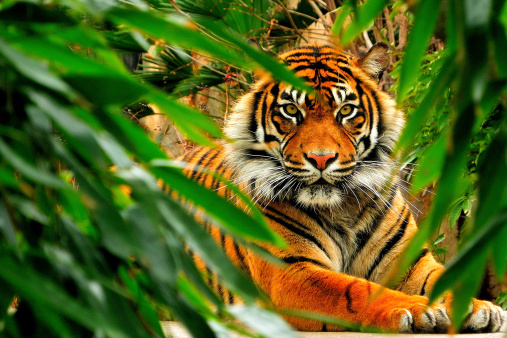 bengal tiger getty