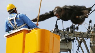 A Chimpanzee Went On A High-Rise, Power-Line Climbing Adventure After Escaping From A Zoo In Japan