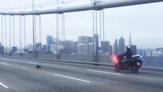 This Plucky Chihuahua Got A Taste Of Freedom By Leading San Francisco Police On A High Speed Chase