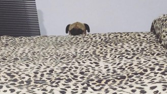 Don’t Look Now, But This Creeper Dog Is Watching Your Every Moment