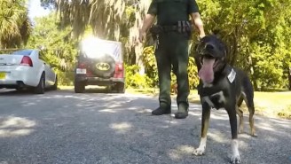 Meet The Former Shelter Dog That’s Taking A Bite Out Of Crime In The Battle Against Child Predators
