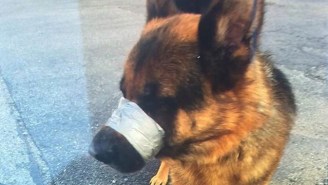 Heartbroken Commuters Found A Dog On A Busy Road With Its Muzzle Taped Shut