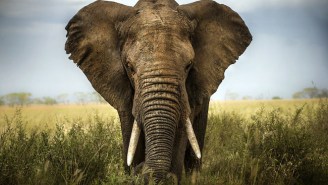 Great News For Elephant Lovers: China Is Banning The Sale Of Ivory
