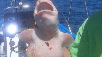 This Bloated, Pot-Bellied ‘Alien’ Shark Is The Latest Nightmare To Come Out Of The Deep Blue