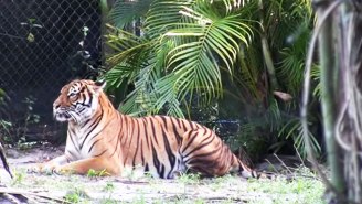 Florida Zookeeper The ‘Tiger Whisperer’ Mourned After Fatal Tiger Attack