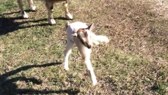This One-Day-Old Goat Decides To Buck The System And Spend Its First Day Hopping Around The Farm