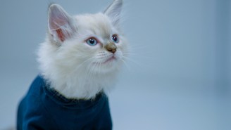 The ‘Keanu’ Trailer Got An All Cat Remake