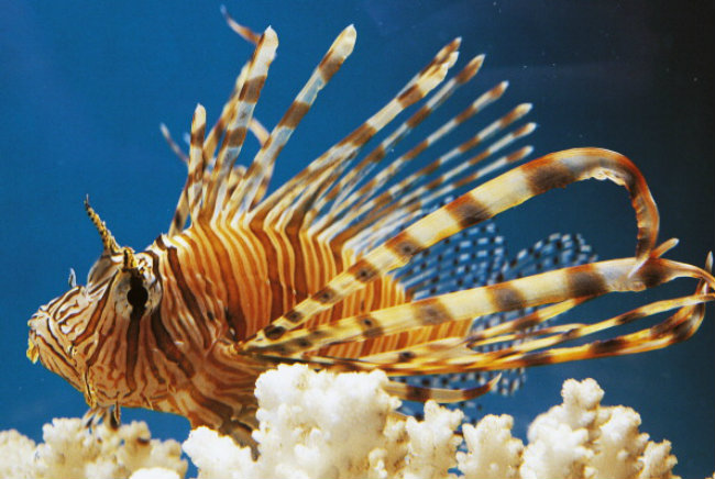 lionfish