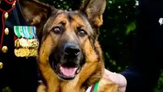 Hero Dog Who Completed 400 Missions And Lost Leg In Afghanistan Awarded With Highest Medal, Lifetime Supply Of Snacks