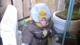 Please Watch This Video Of A Russian Monkey In A Domo Costume Visiting His Goat And Chickens
