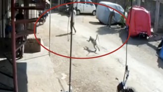 Try Not To Laugh Watching This Monkey Straight Up Dropkick An Unsuspecting Dude